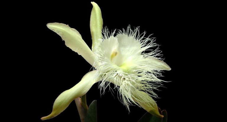 La Flor Nacional de Honduras, La Orquídea Rhyncholaelia Digbyana -  Municipalidad de Puerto Cortés